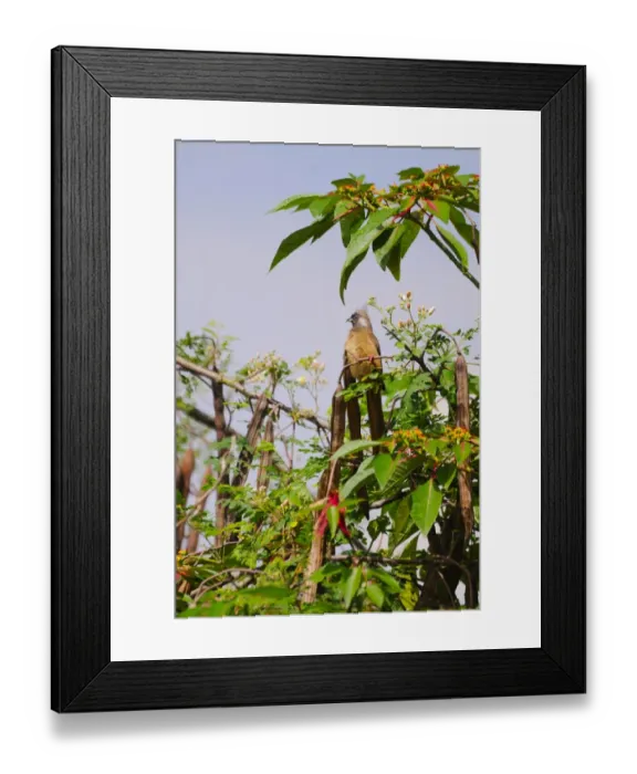 Framed Print : Speckled Mousebird (Colius striatus) adult, feeding on leaves in flowering tree, Rwanda, March Framed Print : Speckled Mousebird (Colius striatus) adult, feeding on leaves in flowering tree, Rwanda, March