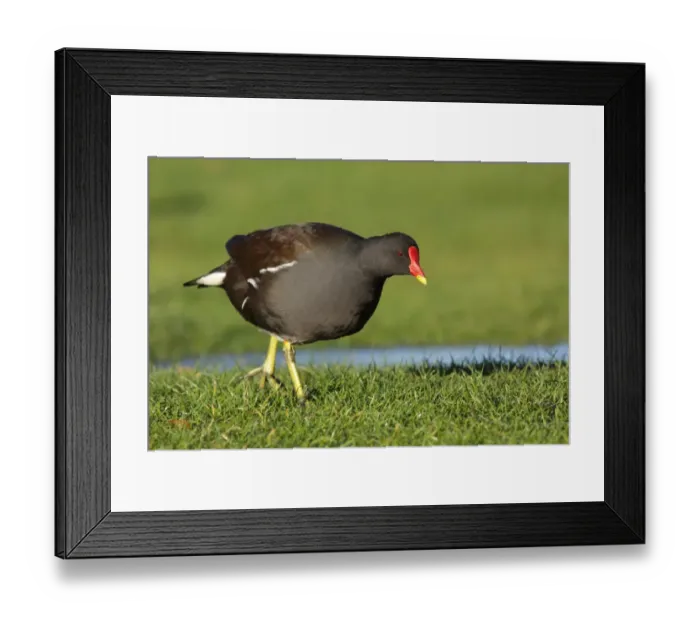 Framed Print : Common Moorhen (Gallinula chloropus) adult, walking on short grass, West Yorkshire, England, November Framed Print : Common Moorhen (Gallinula chloropus) adult, walking on short grass, West Yorkshire, England, November