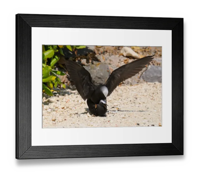 Framed Print : Black Noddy (Anous minutus) adult pair, mating on beach, Queensland, Australia, November
