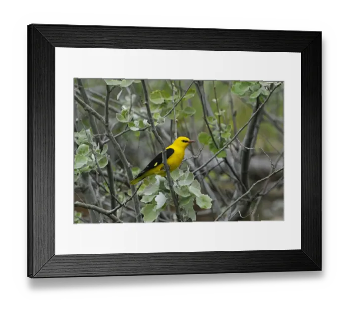 Framed Print : Golden Oriole (Oriolus oriolus) adult male, perched on branch in poplar tree, Lemnos, Greece, April Framed Print : Golden Oriole (Oriolus oriolus) adult male, perched on branch in poplar tree, Lemnos, Greece, April