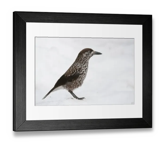 Framed Print : Spotted Nutcracker (Nucifraga caryocatactes caryocatactes) adult, standing on snow, Bialowieza N. P Framed Print : Spotted Nutcracker (Nucifraga caryocatactes caryocatactes) adult, standing on snow, Bialowieza N. P