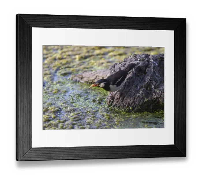 Framed Print : Asian Pied Myna (Sturnus contra) adult, drinking, Keoladeo Ghana N. P. (Bharatpur), Rajasthan, India, March Framed Print : Asian Pied Myna (Sturnus contra) adult, drinking, Keoladeo Ghana N. P. (Bharatpur), Rajasthan, India, March