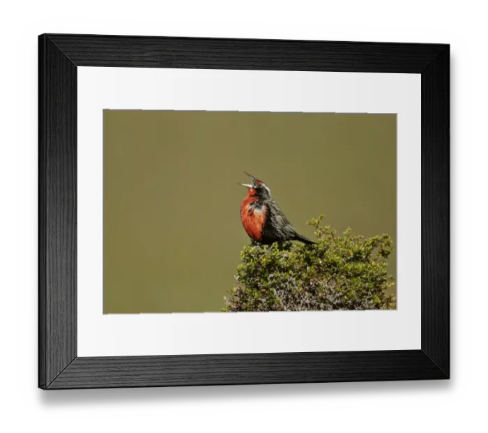 Framed Print : Long-tailed Meadowlark (Sturnella loyca) adult male, singing, perched on bush, Torres del Paine N. P Framed Print : Long-tailed Meadowlark (Sturnella loyca) adult male, singing, perched on bush, Torres del Paine N. P