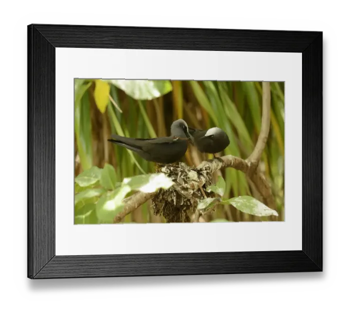 Framed Print : Black Noddy (Anous minutus) adult pair, exchanging nesting material at nest on branch, Queensland, Australia, November