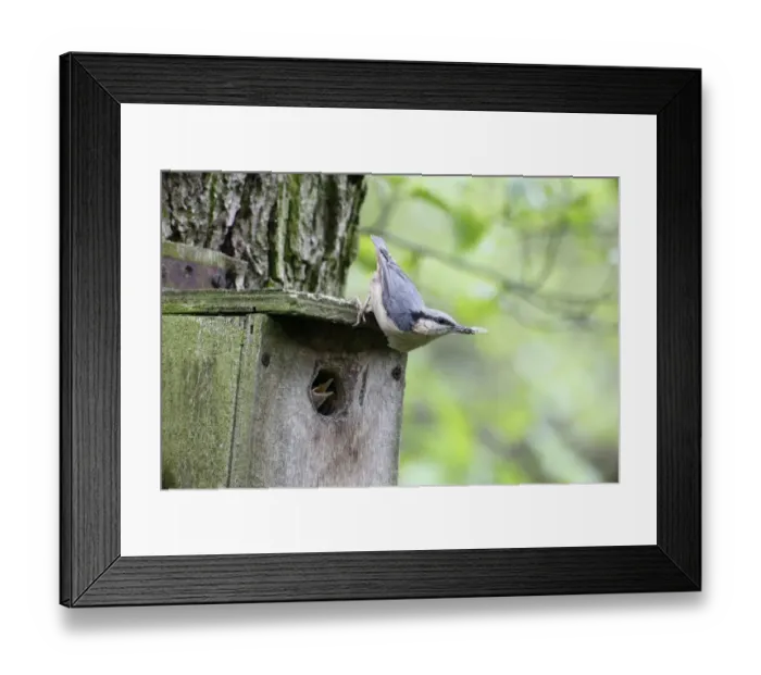 Framed Print : Eurasian Nuthatch (Sitta europaea) adult, with insect in beak, clinging to nestbox with chick begging at entrance Framed Print : Eurasian Nuthatch (Sitta europaea) adult, with insect in beak, clinging to nestbox with chick begging at entrance