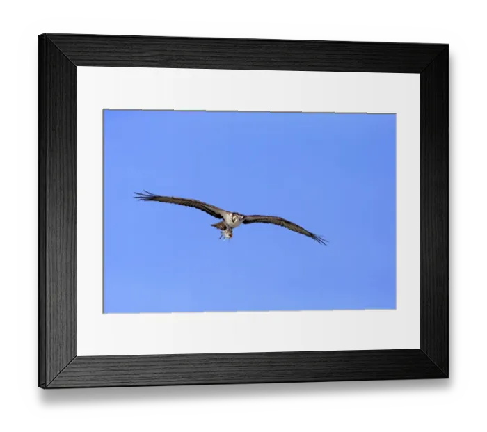 Framed Print : Blacktip Shark (Carcharhinus limbatus) and Long-beaked Common Dolphin (Delphinus capensis) adults Framed Print : Blacktip Shark (Carcharhinus limbatus) and Long-beaked Common Dolphin (Delphinus capensis) adults