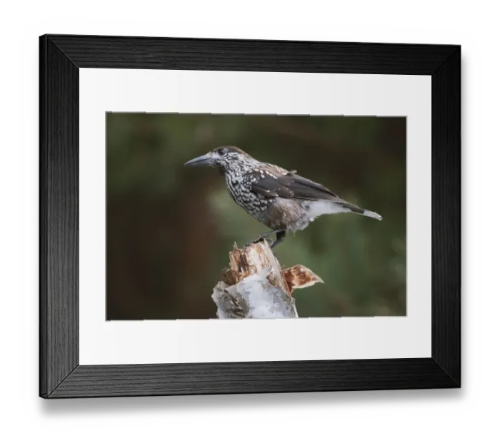 Framed Print : Spotted Nutcracker (Nucifraga caryocatactes caryocatactes) adult, perched on birch stump, Bialowieza N. P Framed Print : Spotted Nutcracker (Nucifraga caryocatactes caryocatactes) adult, perched on birch stump, Bialowieza N. P