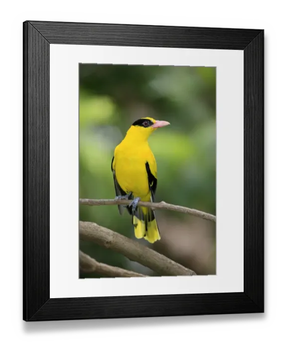 Framed Print : Black-naped Oriole (Oriolus chinensis) adult, perched on twig (captive) Framed Print : Black-naped Oriole (Oriolus chinensis) adult, perched on twig (captive)