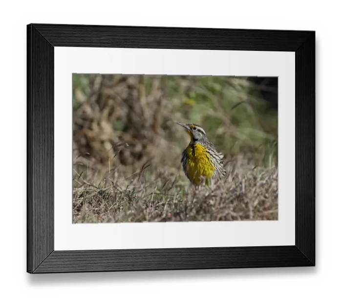 Framed Print : Eastern Meadowlark (Sturnella magna hippocrepis) adult, breeding plumage, with feathers puffed up, standing in grass