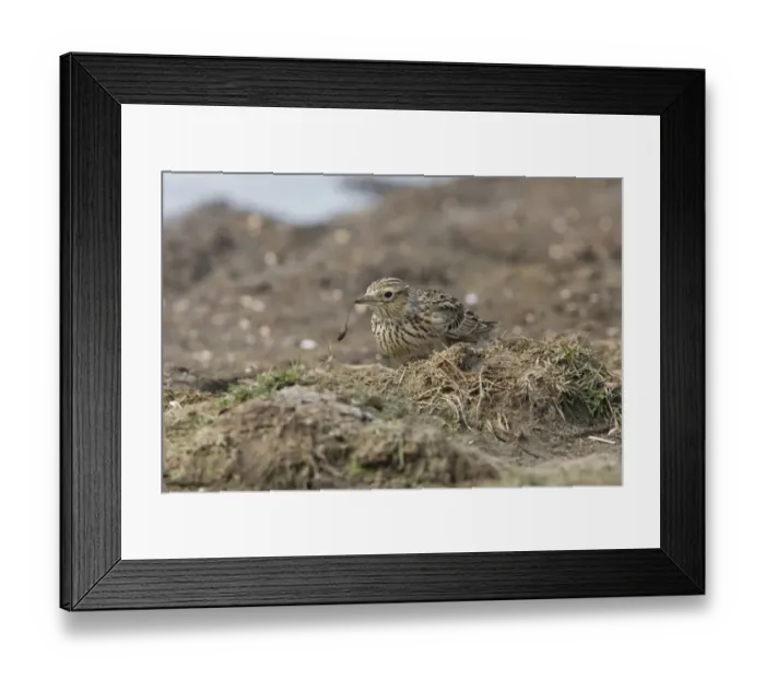 Framed Print : Skylark (Alauda arvensis) adult, feeding on hoverfly rat-tailed maggot larva, standing at edge of water, Suffolk Framed Print : Skylark (Alauda arvensis) adult, feeding on hoverfly rat-tailed maggot larva, standing at edge of water, Suffolk