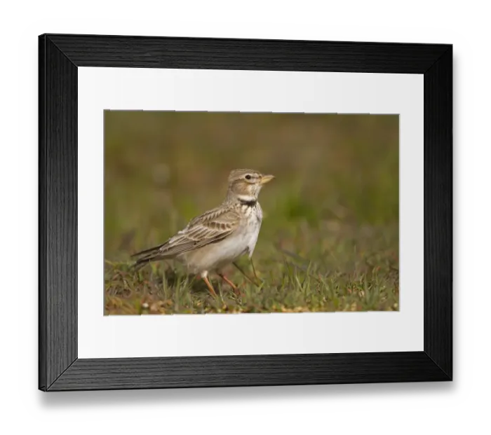 Framed Print : Calandra Lark (Melanocorypha calandra) adult, standing on ground, Castilla y Leon, Spain, April Framed Print : Calandra Lark (Melanocorypha calandra) adult, standing on ground, Castilla y Leon, Spain, April