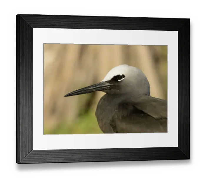Framed Print : Black Noddy (Anous minutus) adult, close-up of head, Queensland, Australia, November Framed Print : Black Noddy (Anous minutus) adult, close-up of head, Queensland, Australia, November