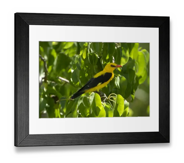 Framed Print : Golden Oriole (Oriolus oriolus) adult male, perched in pear tree, Andalucia, Spain, July