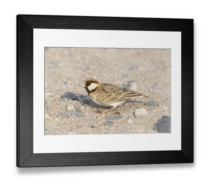 Framed Print : Fischers Sparrow-lark (Eremopterix leucopareia) adult male, standing on ground in desert, Kenya, October Framed Print : Fischers Sparrow-lark (Eremopterix leucopareia) adult male, standing on ground in desert, Kenya, October