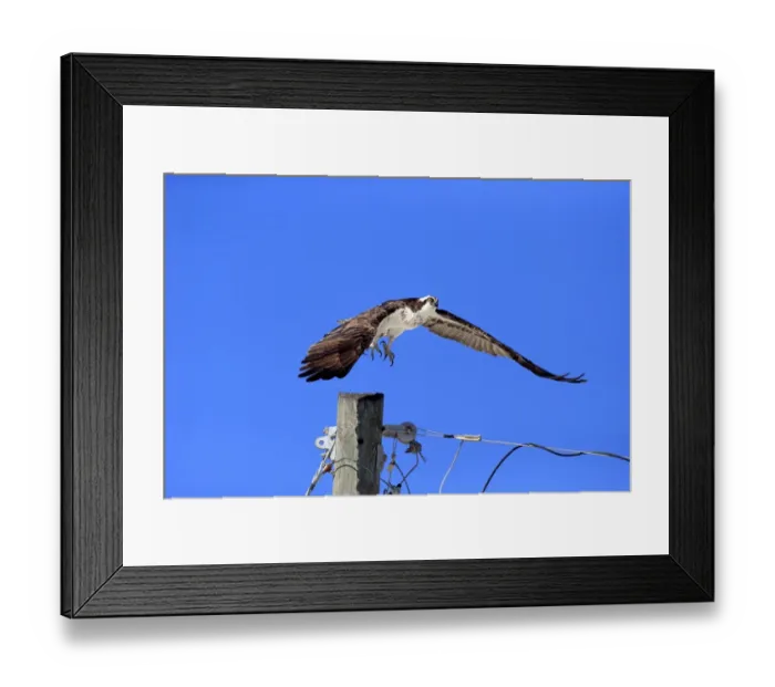 Framed Print : Osprey (Pandion haliaetus carolinensis) adult, in flight, taking off from post, Sanibel Island, Florida, U. S. A. March Framed Print : Osprey (Pandion haliaetus carolinensis) adult, in flight, taking off from post, Sanibel Island, Florida, U. S. A. March