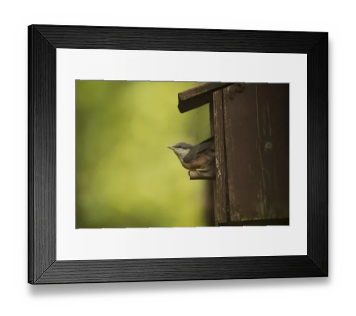 Framed Print : Eurasian Nuthatch (Sitta europaea) chick, fledgling emerging from nestbox, Dumfries and Galloway, Scotland, June Framed Print : Eurasian Nuthatch (Sitta europaea) chick, fledgling emerging from nestbox, Dumfries and Galloway, Scotland, June
