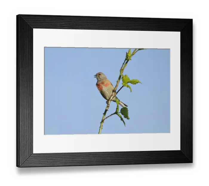 Framed Print : Eurasian Linnet (Carduelis cannabina) adult male, singing, perched on bramble stem, Elmley Marshes N. N. R Framed Print : Eurasian Linnet (Carduelis cannabina) adult male, singing, perched on bramble stem, Elmley Marshes N. N. R