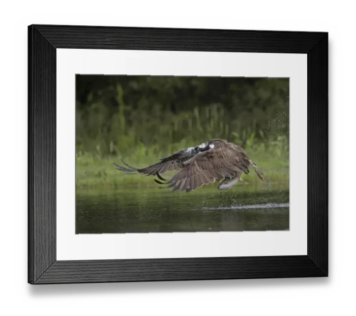 Framed Print : Osprey (Pandion haliaetus) adult, in flight, taking off from loch with trout prey in talons, Aviemore, Cairngorms N. P