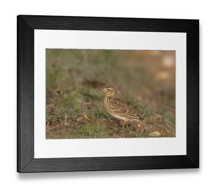 Framed Print : Skylark Alauda arvensis adult, foraging on ground, Spain, January Framed Print : Skylark Alauda arvensis adult, foraging on ground, Spain, January