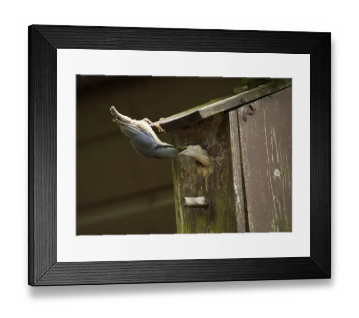Framed Print : Eurasian Nuthatch (Sitta europaea) adult feeding chick, at entrance to nestbox, Dumfries and Galloway, Scotland, June