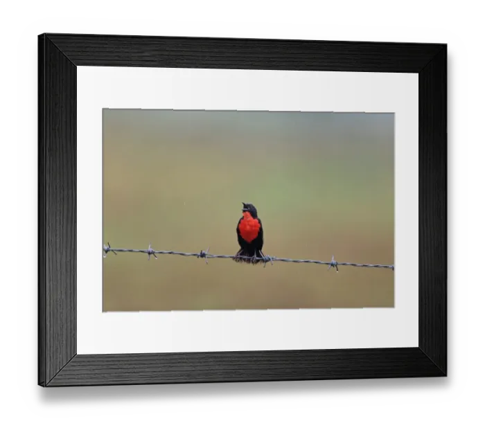 Framed Print : Red-breasted Blackbird (Sturnella militaris) adult male, singing, perched on barbed wire fence during rainfall