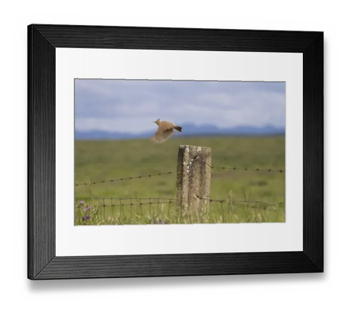 Framed Print : Crested Lark (Galerida cristata) adult, in flight, taking off from fencepost, Extremadura, Spain, May Framed Print : Crested Lark (Galerida cristata) adult, in flight, taking off from fencepost, Extremadura, Spain, May