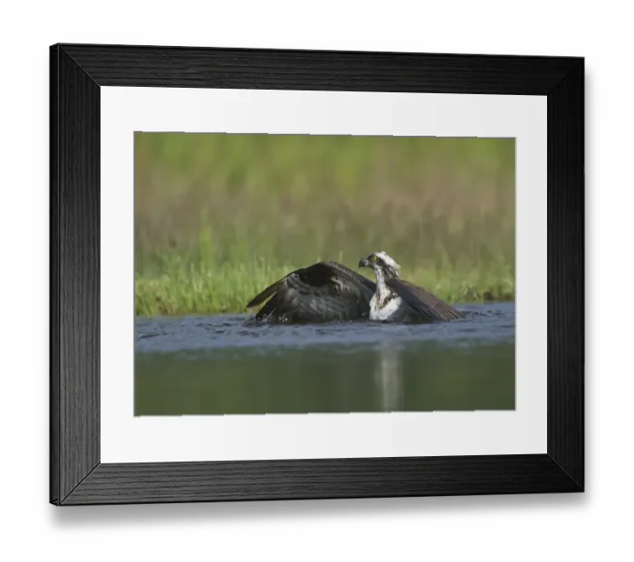 Framed Print : Osprey (Pandion haliaetus) adult, fishing in loch, Aviemore, Cairngorms N. P Framed Print : Osprey (Pandion haliaetus) adult, fishing in loch, Aviemore, Cairngorms N. P