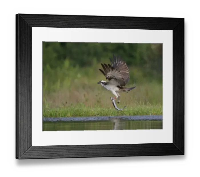 Framed Print : Osprey (Pandion haliaetus) adult, with rings on legs, in flight, taking off from loch with trout prey in talons Framed Print : Osprey (Pandion haliaetus) adult, with rings on legs, in flight, taking off from loch with trout prey in talons
