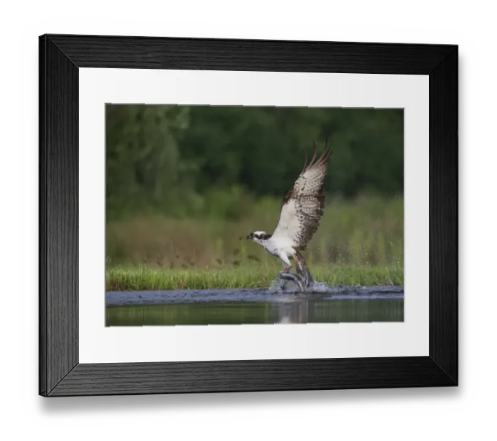 Framed Print : Osprey (Pandion haliaetus) adult, with rings on legs, in flight, taking off from loch with trout prey in talons Framed Print : Osprey (Pandion haliaetus) adult, with rings on legs, in flight, taking off from loch with trout prey in talons