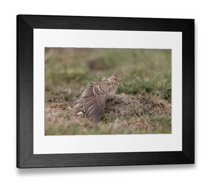 Framed Print : Skylark (Alauda arvensis) adult, stretching wing, standing on ground, Suffolk, England, April