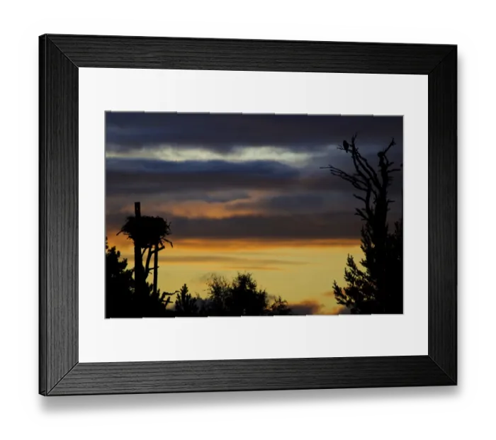 Framed Print : Osprey (Pandion haliaetus) perched in tree near nest, in silhouette at sunrise, Loch Garten RSPB Reserve Framed Print : Osprey (Pandion haliaetus) perched in tree near nest, in silhouette at sunrise, Loch Garten RSPB Reserve