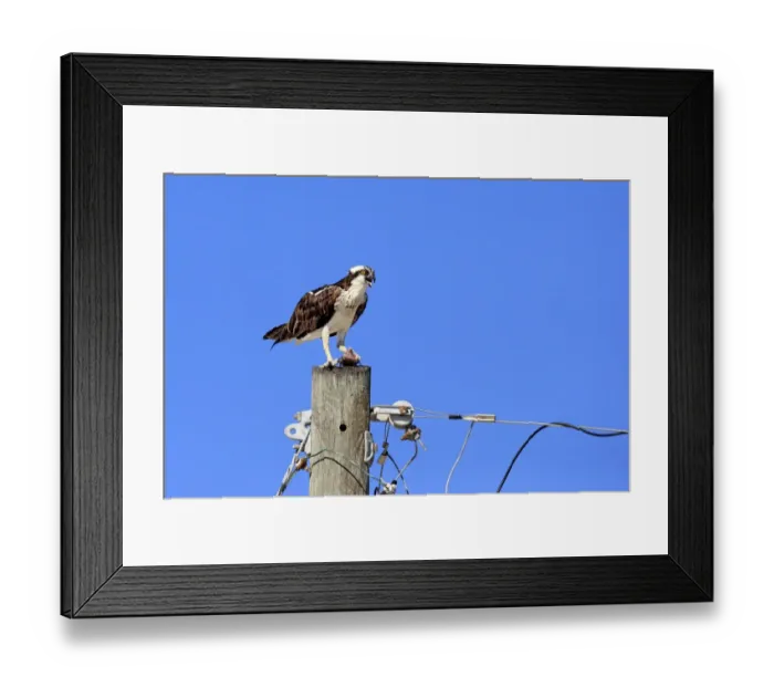 Framed Print : Osprey (Pandion haliaetus carolinensis) adult, calling, standing on post with fish prey in talons, Sanibel Island Framed Print : Osprey (Pandion haliaetus carolinensis) adult, calling, standing on post with fish prey in talons, Sanibel Island