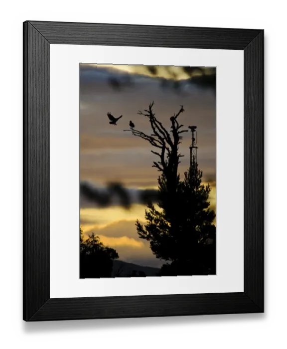 Framed Print : Osprey (Pandion haliaetus) juvenile, fitted with radio tracking device, perched in tree whilst second bird approaches Framed Print : Osprey (Pandion haliaetus) juvenile, fitted with radio tracking device, perched in tree whilst second bird approaches