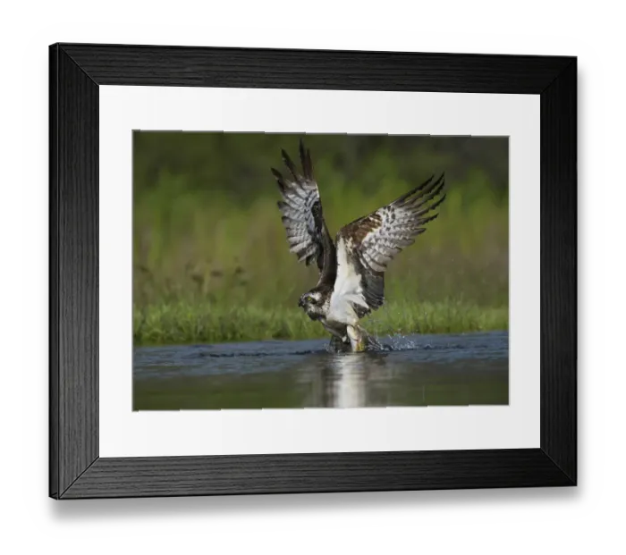 Framed Print : Osprey (Pandion haliaetus) adult, in flight, taking off from loch with trout prey in talons, Aviemore, Cairngorms N. P Framed Print : Osprey (Pandion haliaetus) adult, in flight, taking off from loch with trout prey in talons, Aviemore, Cairngorms N. P