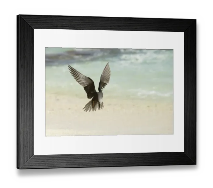 Framed Print : Black Noddy (Anous minutus) adult, in flight, landing on beach, Queensland, Australia, November Framed Print : Black Noddy (Anous minutus) adult, in flight, landing on beach, Queensland, Australia, November