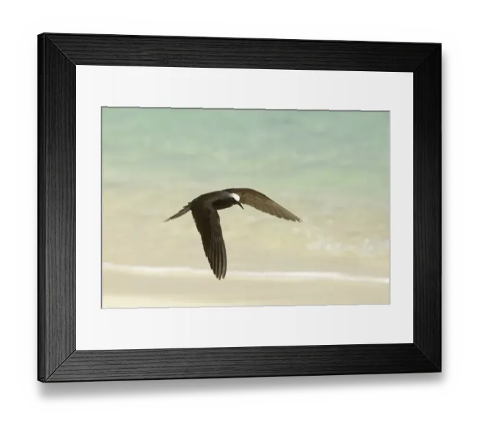 Framed Print : Black Noddy (Anous minutus) adult, in flight over beach, Queensland, Australia, November
