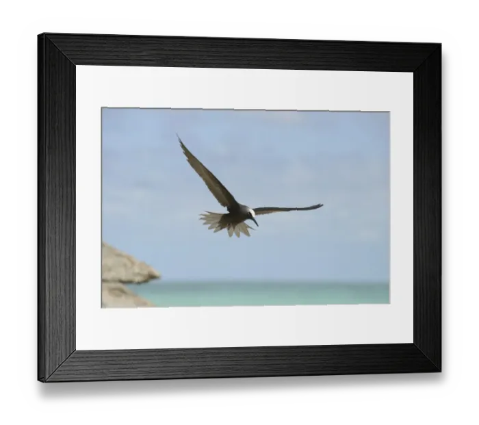 Framed Print : Black Noddy (Anous minutus) adult, in flight over sea, Queensland, Australia, November Framed Print : Black Noddy (Anous minutus) adult, in flight over sea, Queensland, Australia, November