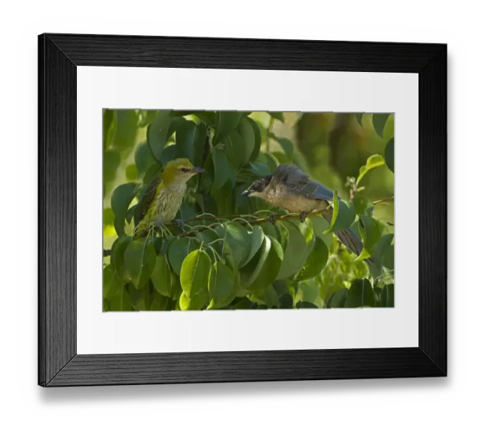 Framed Print : Golden Oriole (Oriolus oriolus) and Azure-winged Magpie (Cyanopica cyana) young, in dispute in pear tree, Andalucia Framed Print : Golden Oriole (Oriolus oriolus) and Azure-winged Magpie (Cyanopica cyana) young, in dispute in pear tree, Andalucia