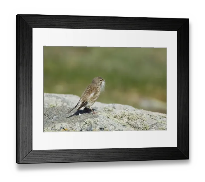 Framed Print : Eurasian Linnet (Carduelis cannabina) adult female, collecting nesting material in beak, standing on rock, Guernsey Framed Print : Eurasian Linnet (Carduelis cannabina) adult female, collecting nesting material in beak, standing on rock, Guernsey