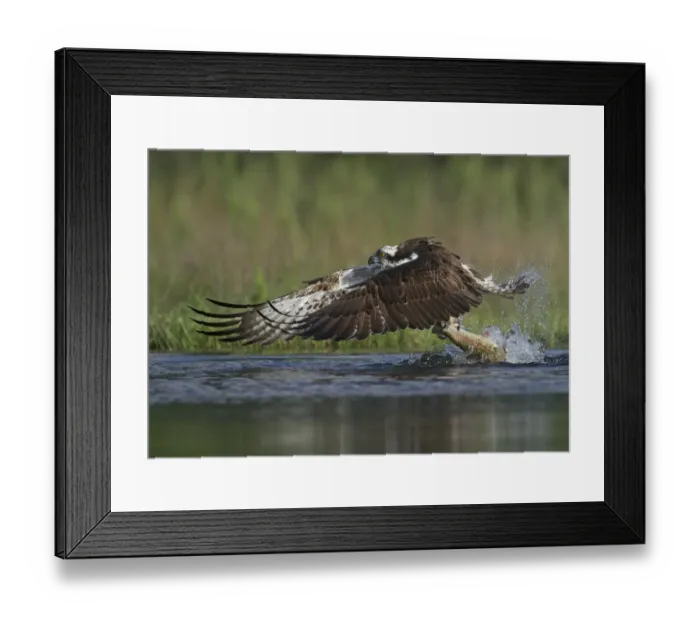 Framed Print : Osprey (Pandion haliaetus) adult, in flight, taking off from loch with trout prey in talons, Aviemore, Cairngorms N. P Framed Print : Osprey (Pandion haliaetus) adult, in flight, taking off from loch with trout prey in talons, Aviemore, Cairngorms N. P