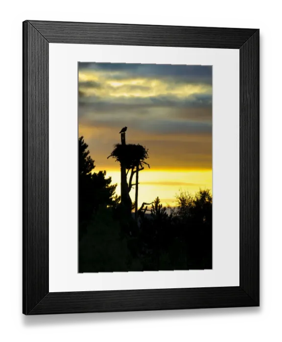 Framed Print : Osprey (Pandion haliaetus) juvenile, fitted with radio tracking device, perched above nest, in silhouette at sunrise Framed Print : Osprey (Pandion haliaetus) juvenile, fitted with radio tracking device, perched above nest, in silhouette at sunrise