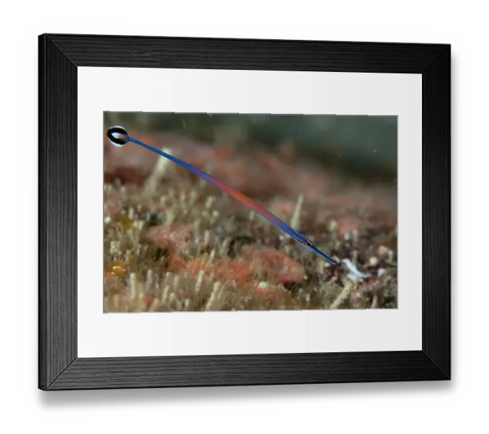 Framed Print : Janss Pipefish (Doryrhamphus janssi) adult, Batu Lima, Dampier Straits, Raja Ampat Islands (Four Kings), West Papua Framed Print : Janss Pipefish (Doryrhamphus janssi) adult, Batu Lima, Dampier Straits, Raja Ampat Islands (Four Kings), West Papua