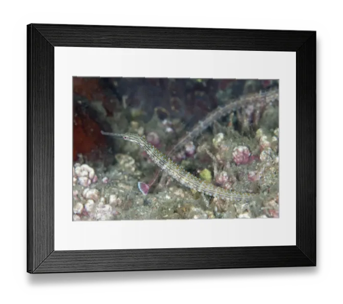 Framed Print : Orange-spotted Pipefish (Corythoichthys ocellatus) adult, Lembeh Straits, Sulawesi, Sunda Islands, Indonesia, September Framed Print : Orange-spotted Pipefish (Corythoichthys ocellatus) adult, Lembeh Straits, Sulawesi, Sunda Islands, Indonesia, September