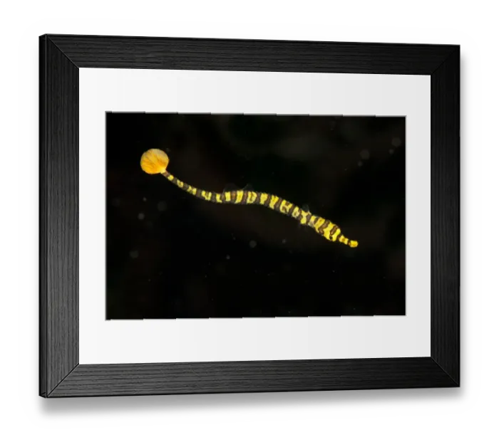 Framed Print : Yellow-banded Pipefish (Dunckerocampus pessuliferus) juvenile, swimming, Seraya, Bali, Lesser Sunda Islands, Indonesia Framed Print : Yellow-banded Pipefish (Dunckerocampus pessuliferus) juvenile, swimming, Seraya, Bali, Lesser Sunda Islands, Indonesia