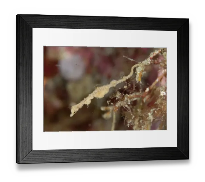Framed Print : Thread Pipefish (Kyonemichthys rumengani) adult, Lembeh Straits, Sulawesi, Sunda Islands, Indonesia, September Framed Print : Thread Pipefish (Kyonemichthys rumengani) adult, Lembeh Straits, Sulawesi, Sunda Islands, Indonesia, September
