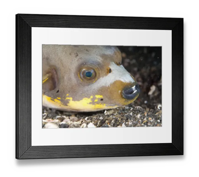 Framed Print : Black-spotted Puffer (Arothron nigropunctatus) adult, close-up of head, on black sand, Lembeh Straits, Sulawesi Framed Print : Black-spotted Puffer (Arothron nigropunctatus) adult, close-up of head, on black sand, Lembeh Straits, Sulawesi