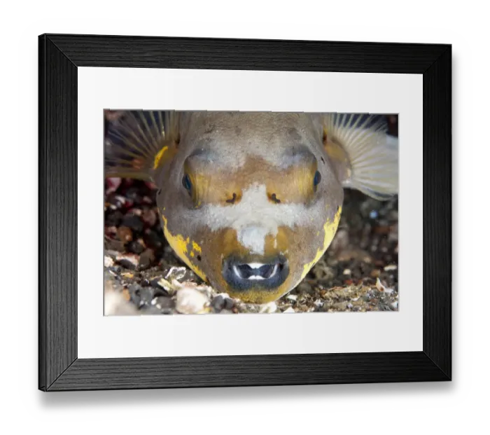 Framed Print : Black-spotted Puffer (Arothron nigropunctatus) adult, close-up of head, on black sand, Lembeh Straits, Sulawesi Framed Print : Black-spotted Puffer (Arothron nigropunctatus) adult, close-up of head, on black sand, Lembeh Straits, Sulawesi