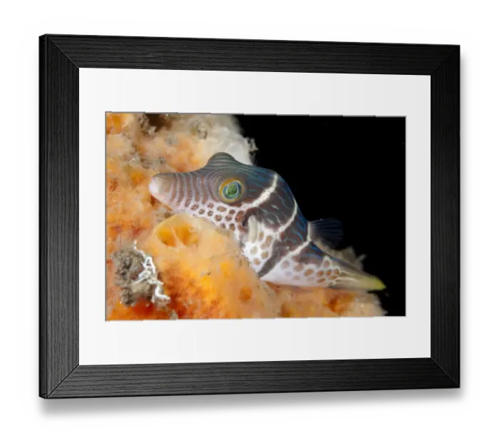 Framed Print : Black-saddled Pufferfish (Canthigaster valentini) adult, resting on sponge, Seraya, Bali, Lesser Sunda Islands Framed Print : Black-saddled Pufferfish (Canthigaster valentini) adult, resting on sponge, Seraya, Bali, Lesser Sunda Islands