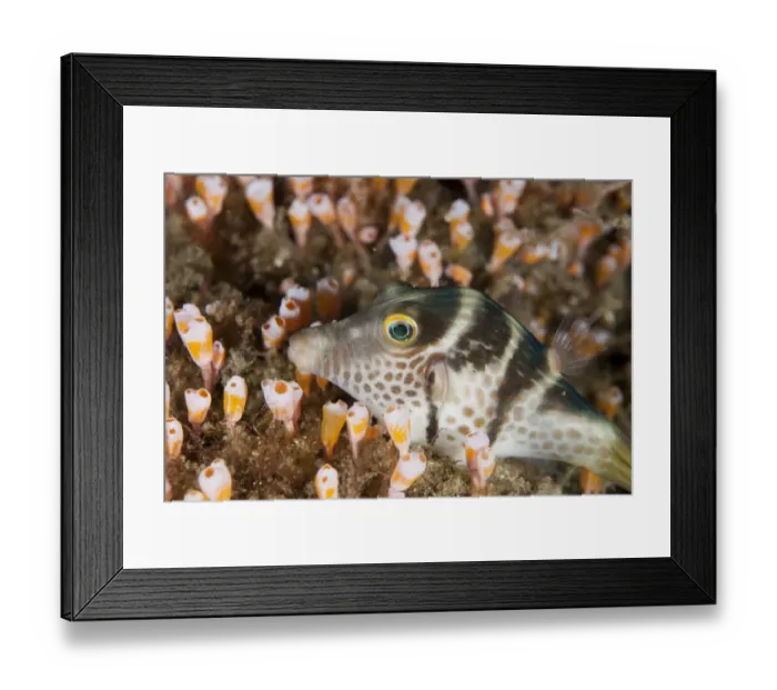 Framed Print : Black-saddled Pufferfish (Canthigaster valentini) adult, resting amongst Sea-squirts (Clavelina diminuta) Framed Print : Black-saddled Pufferfish (Canthigaster valentini) adult, resting amongst Sea-squirts (Clavelina diminuta)