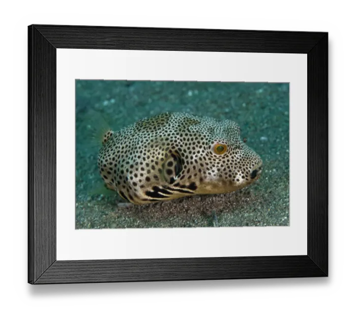 Framed Print : Star Pufferfish (Arothron stellatus) subadult, on black sand, Lembeh Straits, Sulawesi, Sunda Islands, Indonesia, June